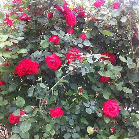 Atamer Doga Hotel Gemlik